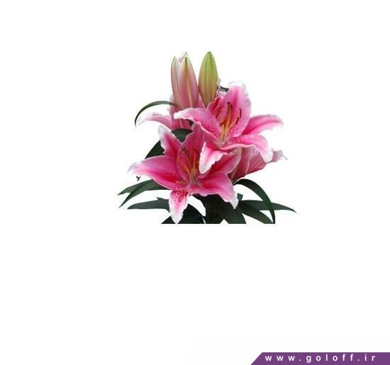 گل لیلیوم اورینتال پیستون کاپ - Lilium Oriental | گل آف